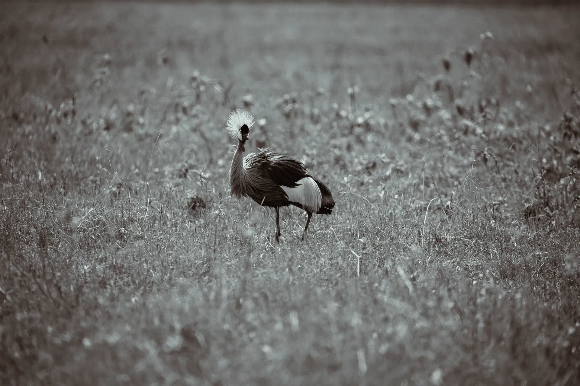 Wildlife in an East African safari landscape